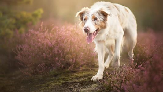 狂犬病前期症状,这些症状必须注意