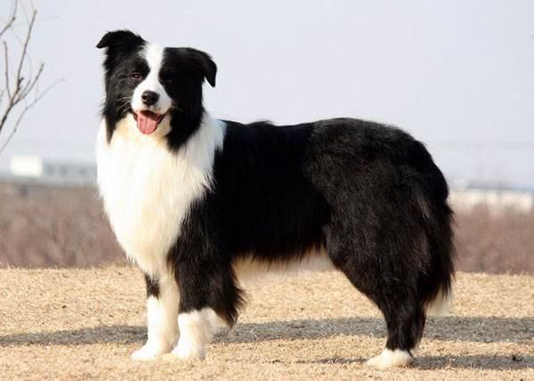 边境牧羊犬幼犬怎么教?只需要做这些事就够了