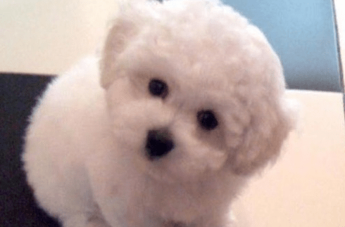 比熊犬有泪痕怎么办，别让它成为流泪天使