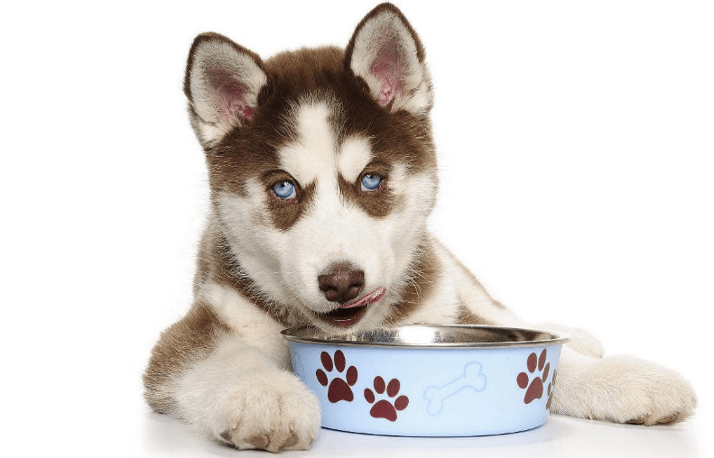 小狗吃多了怎么办 五大绝招完美解决