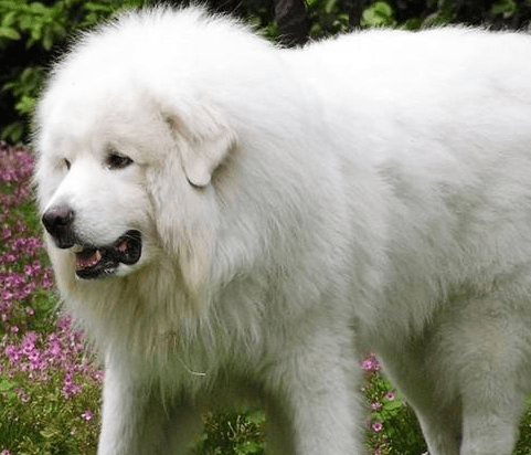 大型犬的种类有哪些?拉雪橇的都是大型犬吗