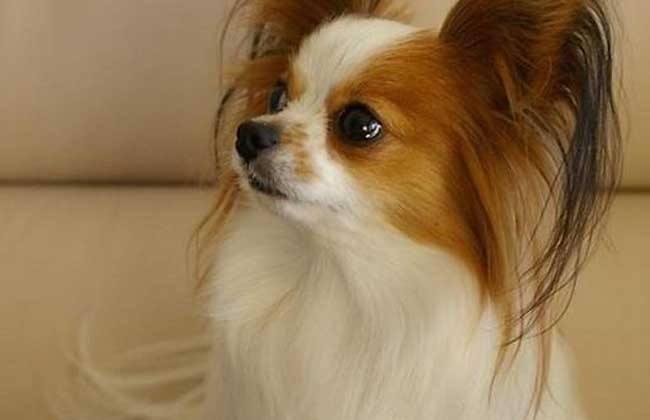 蝴蝶犬为什么养的人少?是因为不被喜爱吗