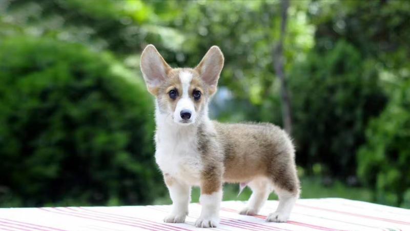 幼犬临死前症状和征兆,请引起注意了