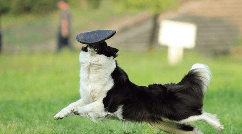 边境牧羊犬训练教程~手把手教会你