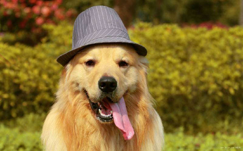 金毛犬怎么训练，这几个步骤轻松搞定