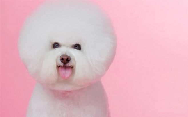 比熊犬好训练吗?掌握技巧无难事