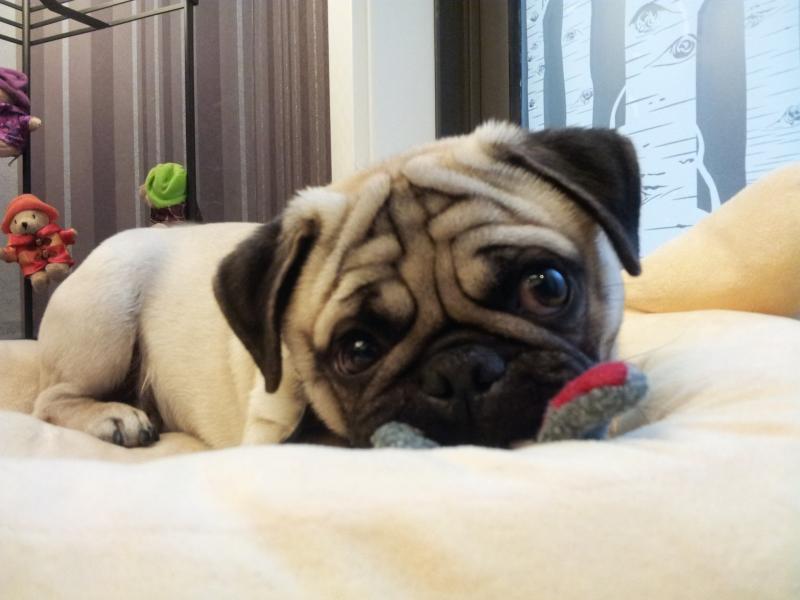 巴哥犬的喂养,取决于你的时间和经济