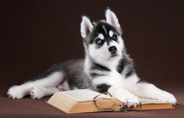 哈士奇阿拉斯加哪个好？我们来全面对比下