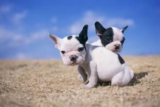 法国斗牛犬咬人吗？还真是要看情况