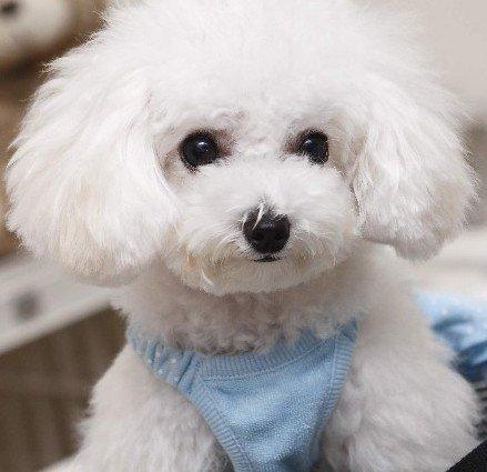 火车能托运宠物吗?没你想的那么严