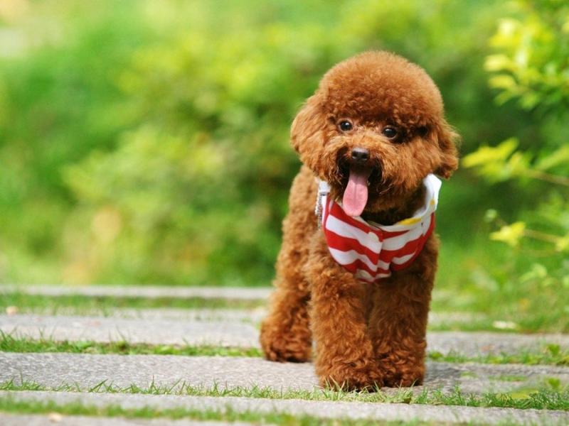 成年贵宾犬需要补钙吗?正确的做法是这样的
