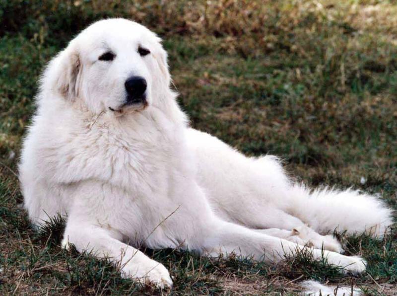 大白熊犬多大开始训练?基本上就是这个时间段