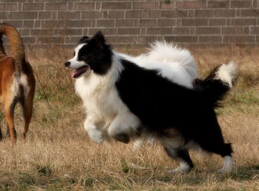 边境牧羊犬掉毛,处理好这几点轻松应对