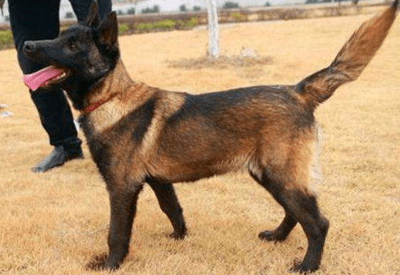 马犬应该怎么训练，正可谓是严是爱，松才是害