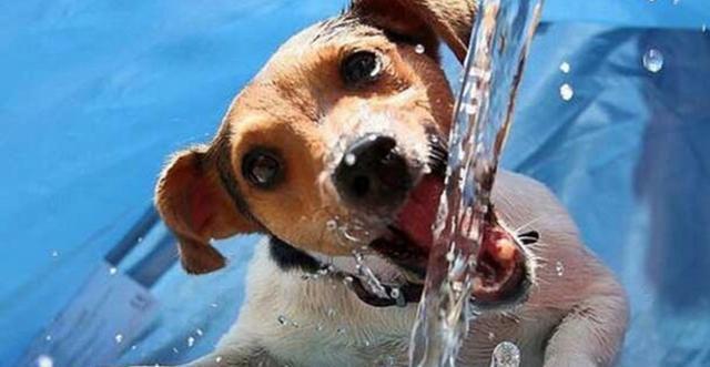 狗狗中暑怎么办？先找原因再处理