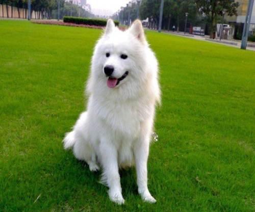 狗狗脱毛严重怎么办?找准原因及时送医