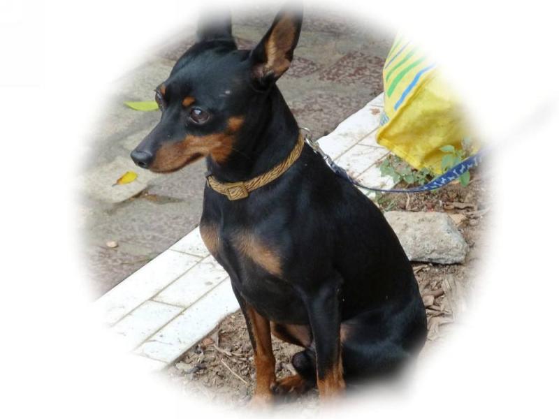 小鹿犬拉稀怎么办?根据病因针对治疗