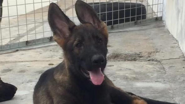 怎么训练德国牧羊犬?训练小技巧分享