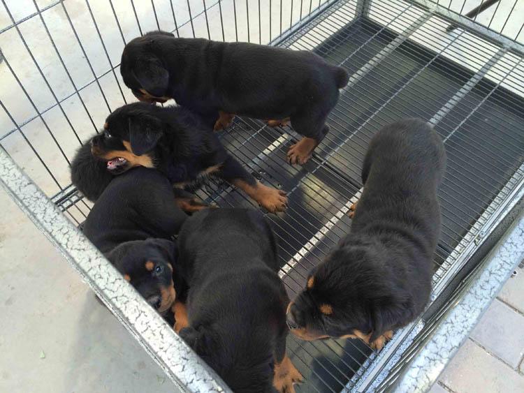 罗威纳幼犬怎么训练?训练方法大收罗