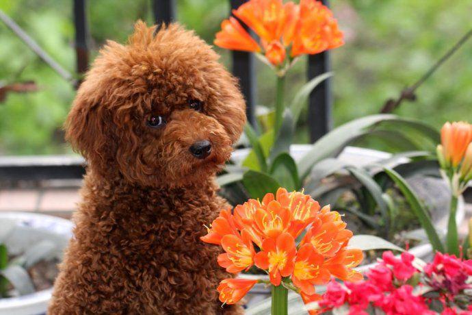 巨型贵宾犬是杂交的吗？来详细的了解下巨贵