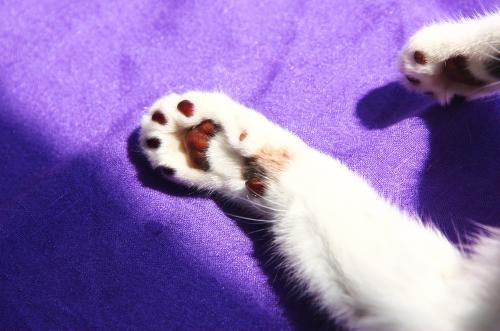 对猫过敏的症状,表现在以下几个方面