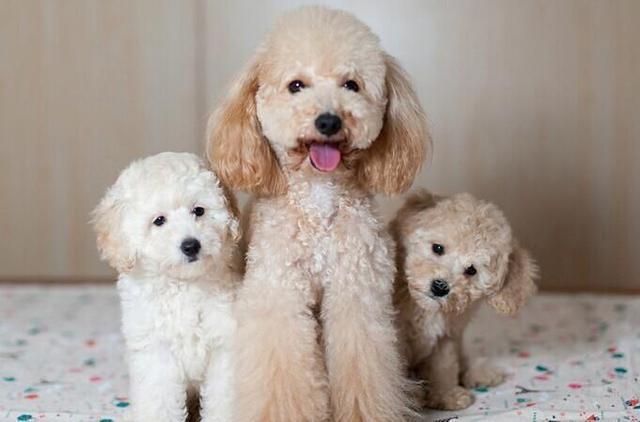 泰迪能吃苹果吗?泰迪能吃什么水果