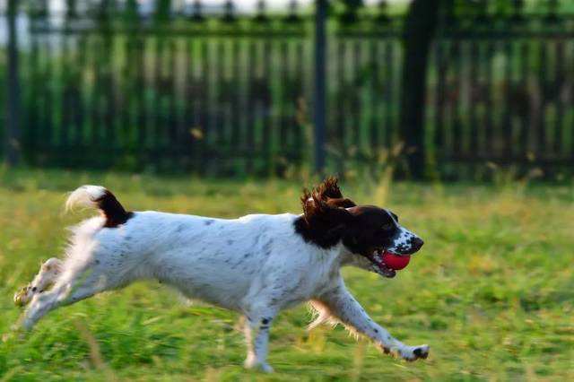 史宾格犬如何训练？  成功与否在此一举