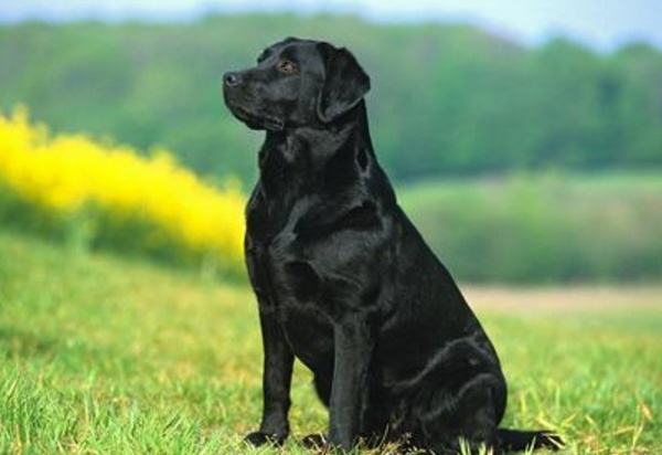 各种宠物狗价格?带你了解最值得养的宠物