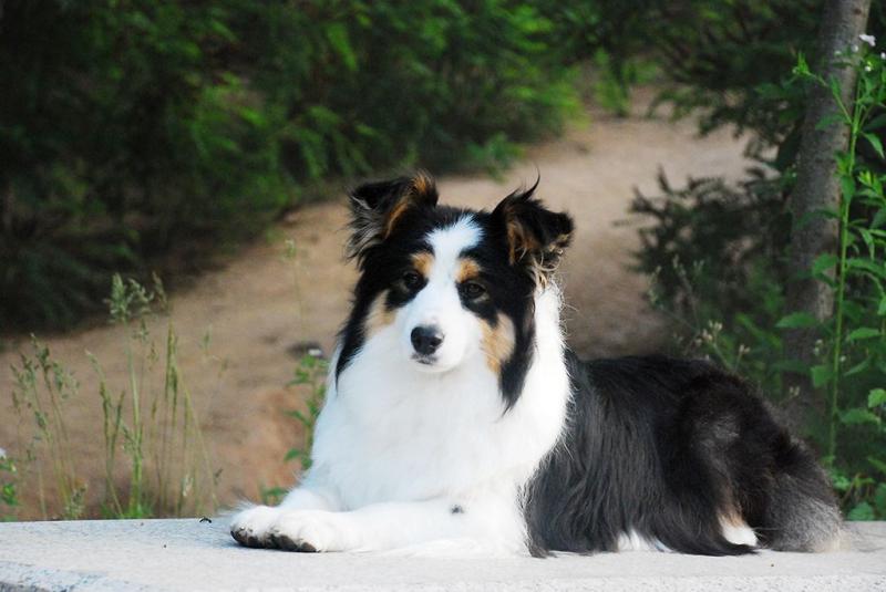 边境牧羊犬掉毛,处理好这几点轻松应对