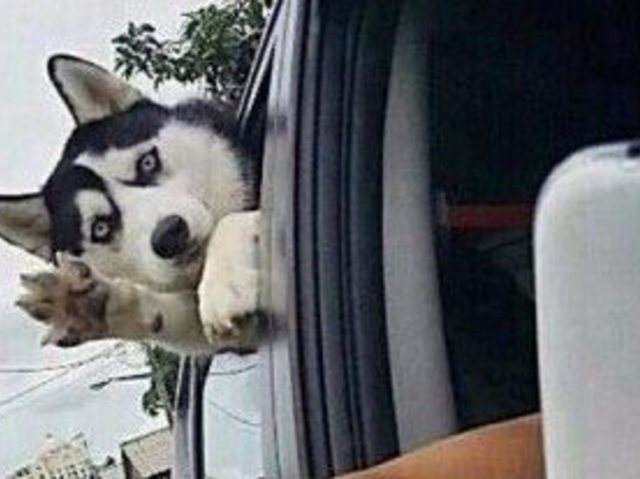 哈士奇搞笑图片，二哈称谓名不虚传