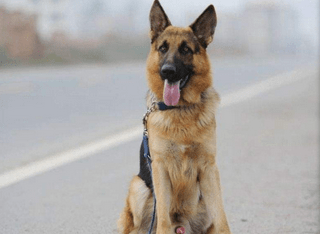 德牧犬怎么训练,必知大神训练方法