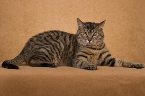 宠物猫的价格,你想看的都在这了