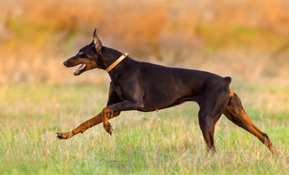 保护主人意识最强的狗有哪些呢,真的会拿命保护主人?