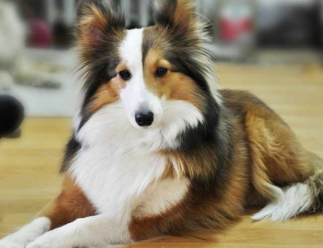 苏格兰牧羊犬吃什么好,贵族犬原来也吃这些