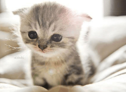 猫咪感冒吃什么药？怎样才能好得快