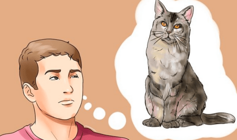 猫尿味怎么去除?实用妙招请查收