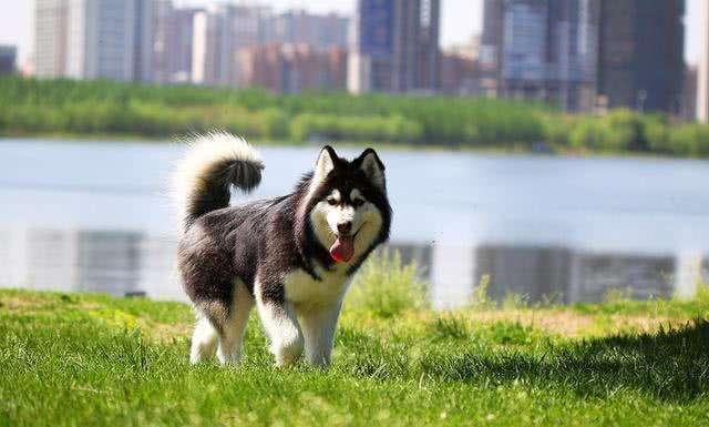 阿拉斯加犬训练方法,新手小白可以看看