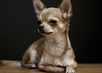 吉娃娃怎么训练大小便,按照方法一步步来