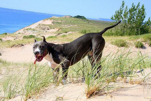 比特犬几个月长得快？一般情况就是这几个月