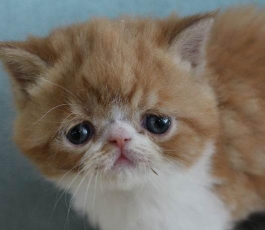 加菲猫吃什么猫粮好?参考标准有以下几点