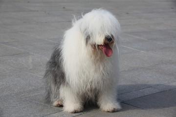 狗能活多久?十几年才是正常