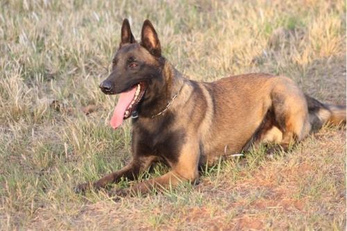 怎样喂养与训练马犬?按年龄段来大致分析