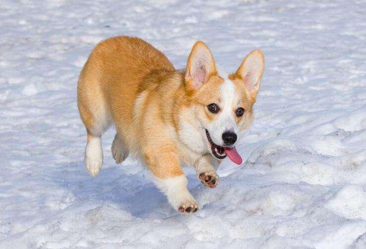 贵宾犬跟柯基犬哪个好?只能说各有各的好