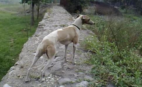 惠比特犬咬人吗？兔子急了都会咬人