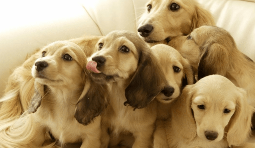 可卡吃什么狗粮好,一招解决各种问题