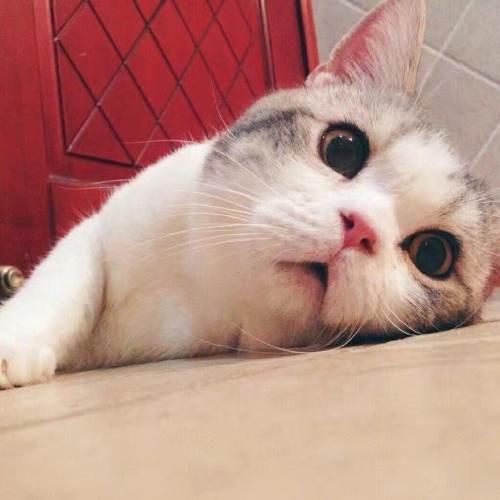 渐层猫是什么品种?涨知识看过来