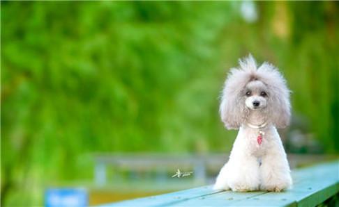 贵宾犬怎样训练?都是要耐心的