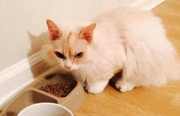 猫藓会传染给人吗