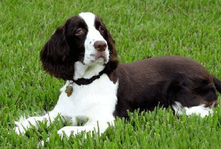 史宾格犬训练方法大全,掌握基础容易上手
