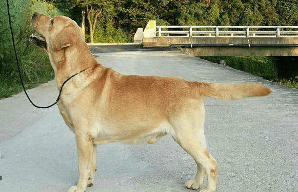 购买拉布拉多注意事项,观察好这几个重点